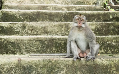 Monkey sits on the stairs in Monkey Forest of Ubud city, Bali Island, Indonesia.の写真素材