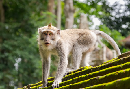 Monkey in the animal forest, Ubud, Bali Island.