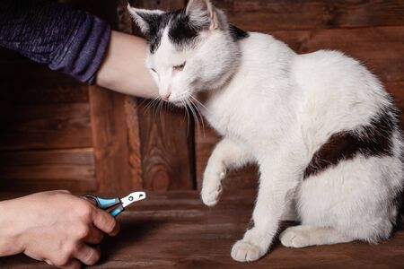 A man cuts a black and white cat's claws with a special clipper. The cat on a brown wooden table sits calmly. Grooming a claw to a cat.の写真素材