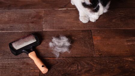 A black and white cat lies on a brown table, all covered in wool. Shedding cat. Brush for animals, shred of wool. Spring change of hair in a cat.の写真素材