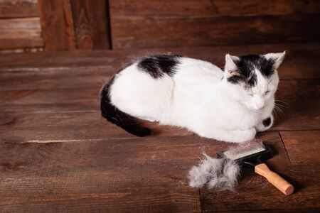 A black and white cat lies on a brown table, all covered in wool. Shedding cat. Brush for animals, shred of wool. Spring change of hair in a cat. Empty space for text.の写真素材