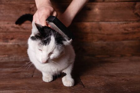 A man combs a black and white cat with a comb for animals. Cat scrubber. Hands remove excess hair from the cat. The cat molts with white wool, the entire brown table is in wool.の写真素材