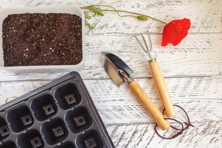 Home gardening. Plant care. White wooden background with empty space for text, gardening tools, red poppy flower. Metal shovel, rake, cells for growing seeds, fertile land.の写真素材