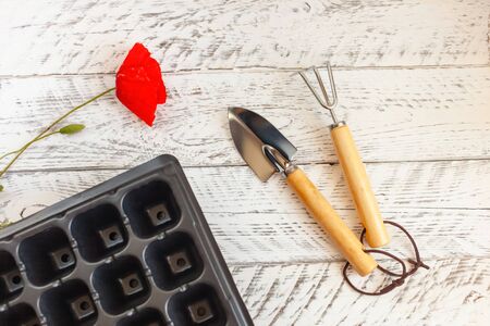 Home gardening. Plant care. White wooden background with empty space for text, gardening tools, red poppy flower. Metal shovel, rake, cells for growing seeds.の写真素材