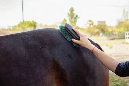 A woman combs and cleans a horse of dirt with a big brush. Brown horse on a background of blue sky. Horse care, love for animals.の写真素材