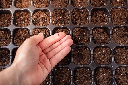 Hand holds small mint seeds. Cells for planting seeds and sprouts. Home gardening. Growing plants in your apartment. Fertile brown land.の写真素材