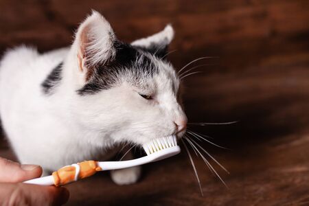 Black and white cat brushes teeth with a children's brush. Brushing a cat's teeth. Satisfied cat face on a brown background.の写真素材