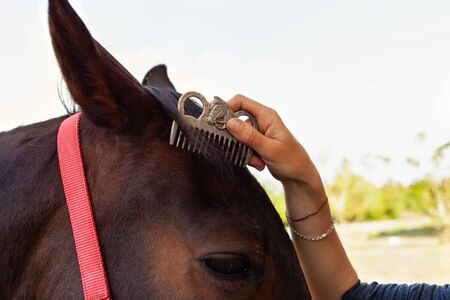 A woman combing a mane and brushing a horse with a comb. Brown horse on a background of blue sky. Horse care, love for animals.の写真素材
