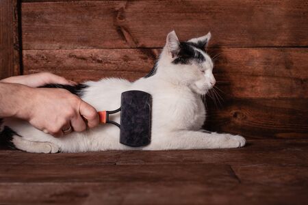 A man combs a black and white cat with a comb for animals. Cat scrubber. Hands remove excess hair from the cat. The cat molts with white wool, the entire brown table is in wool.の写真素材