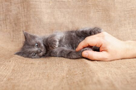 Funny mad cat, gray ash kitten lies on a brown rag, fluffy kitten goes crazy. Funny pet.の写真素材