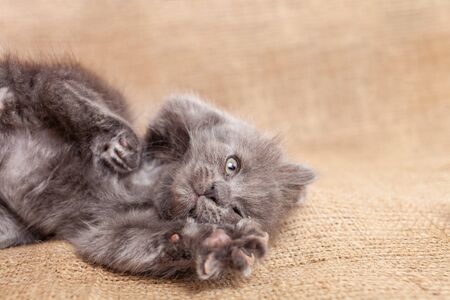A gray ash kitten rests on a brown rag. Pet, happy with the life of a funny fluffy cat.の写真素材