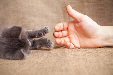The cat stretches out a paw to a man, friendship, love, pet. Kitten trusts a man, friendship between cat and man. Grey ash kitten.の写真素材