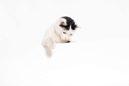 funny pet cat showing a placard isolated on white background blank web banner template and copy spaceの写真素材