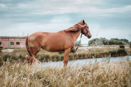 Horses graze on the field. Summer on a farm, green grass, sky, hills, trees, mountains, horses graze on the field.の写真素材