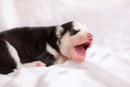 cute puppy Siberian husky black and white in Studioの写真素材