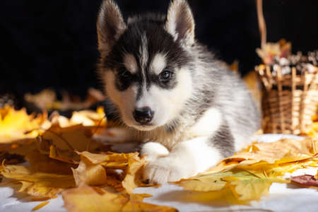 cute puppy Siberian husky black and white in Studioの写真素材