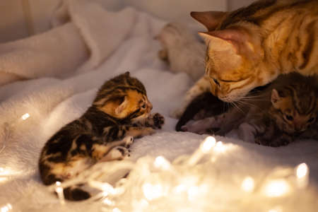 Mom cat hugs her little kitten, take care of their children. Cats on the background of Christmas...