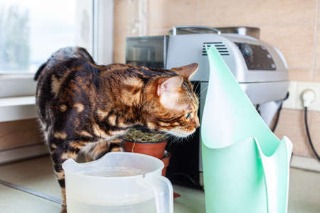 The cat walks on the table in the kitchen, sniffing water and dishes in the background of the window. A Bengal leopard cat with green eyes stands on a table against the backdrop of a coffee machine.の写真素材