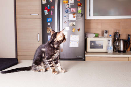 A small brown leopard-beige Bengal kitten sits on a beige bar table and looks at the fridge. The cat in the background of the refrigerator in the kitchen. Empty space for text.の写真素材