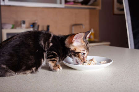 A small brown leopard-beige Bengal kitten sits on a beige bar table and eats pieces of boiled...