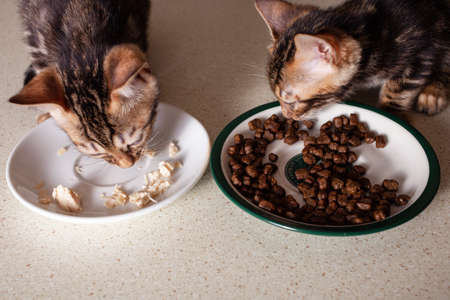 A small brown leopard-beige Bengal Two kittens sits on a beige bar table and eats pieces of boiled chicken from a saucer. Straight or forage. Empty space for text.の写真素材