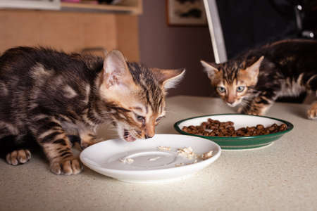A small brown leopard-beige Bengal Two kittens sits on a beige bar table and eats pieces of boiled...