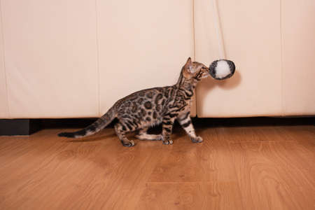 A small brown leopard tiger bengal kitten plays with a black and white ball on a rope. Empty space...