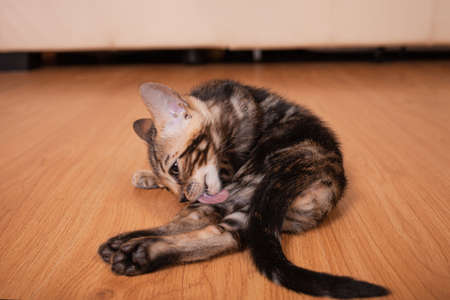 A small brown leopard tiger bengal kitten lies and licks. Empty space for text. Kitten in the...