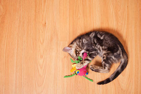 Brown little Bengali leopard tiger kitten play in the apartment against the background of a beige leather sofa, an empty place for text. Newborn two-month-old kitten on the floor.の写真素材