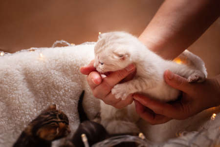 The litter of kittens on a beige background with Christmas yellow lights lanterns. Five kittens lie on top of each other, warming up. Empty space for text. Newborn kittens on a plaid.の写真素材