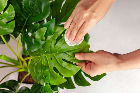 Caring for a houseplant. Monstera deliciosa on a gray background. Watering the flower, taking care of the leaves, spray. Artificial monstera in the interiorの写真素材