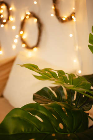Monstera home plant. Christmas lights, sideways, artificial flower In the interiorの写真素材