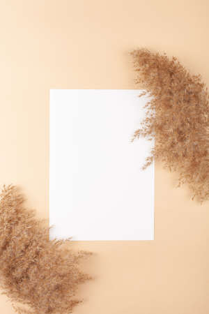 Mocup on a beige background. Empty white space for text. Advertising, design, post. Pampas, reeds, broomstick, dry bamboo trending plantの写真素材