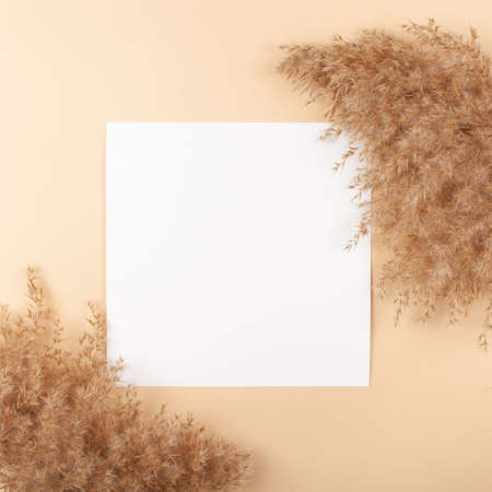 Mocup on a beige background. Empty white space for text. Advertising, design, post. Pampas, reeds,...
