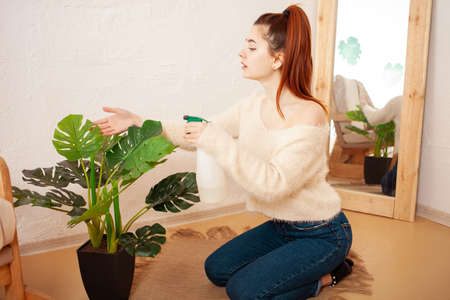 A young beautiful girl watering a flower. Beige interior, green monstera. A woman hydrates the plant...
