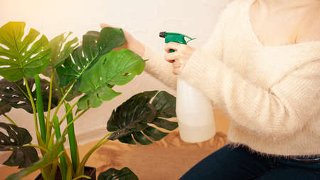 A young beautiful girl watering a flower. Beige interior, green monstera. A woman hydrates the plant with a spray. Water.の写真素材