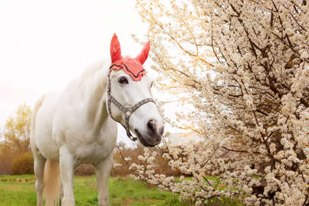 A beautiful white horse in a red hat eats green grass on a meadow. Pasture, nature flowering trees. spring Horse looks into the distanceの写真素材