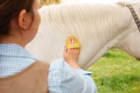 A young woman cleans a white horse with a yellow brush in nature. Green grass, beautiful background. Animal care, love friendship. grooming, ranch. back viewの写真素材