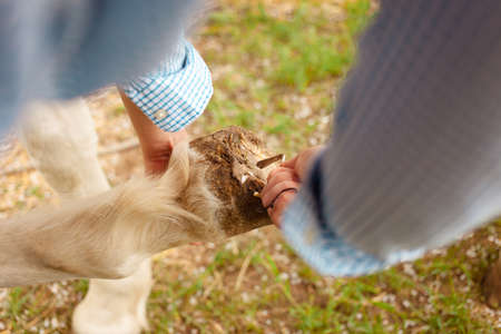 A young woman cleans the hooves of a white horse. grooming pet care animals, love, friendship. hoof....