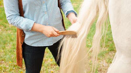 A young beautiful woman combs the horse's hair. A ponytail and a mane comb. Love, care pet, friendship, cleanliness. Nature outside the door, green grass, spring. grooming close upの写真素材