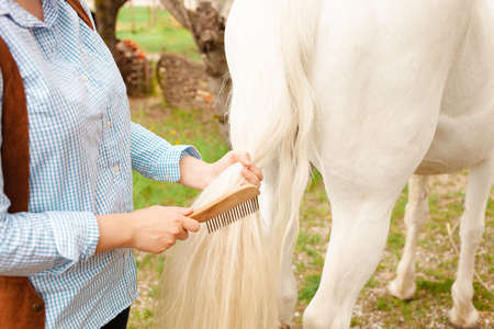 A young beautiful woman combs the horse's hair. A ponytail and a mane comb. Love, care pet, friendship, cleanliness. Nature outside the door, green grass, spring. grooming forest treeの写真素材