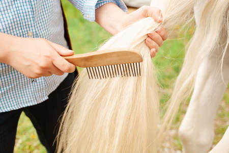 A young beautiful woman combs the horse's hair. A ponytail and a mane comb. Love, care pet, friendship, cleanliness. Nature outside the door, green grass, spring. grooming woodenの写真素材