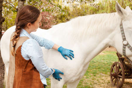 A young beautiful female vet inspects a white horse. Love, medicine, pet care, trust, happiness, health. shoulder, sprain igament muscle. Pain sickness unhappiness fluの写真素材