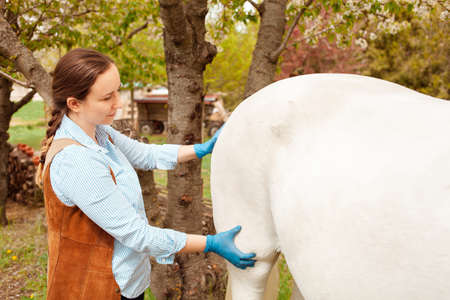 A young beautiful female vet inspects a white horse. Love, medicine, pet care, trust, happiness, health. back, withers. Illness severity pain malaise muscleの写真素材