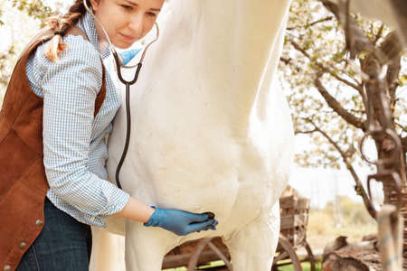 A young beautiful female vet inspects a white horse. Love, medicine, pet care, trust, happiness, health. The girl listens to the heart and lungs with the help of a Stethoscope ilnessの写真素材