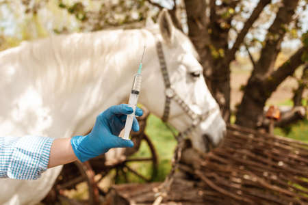 beautiful female vet inspects a white horse. Love, medicine, pet care, trust, happiness, health. A girl vaccinates a horse. syringe, vaccine, disease protection glovesの写真素材