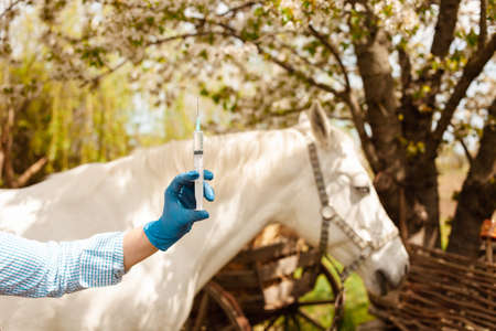 beautiful female vet inspects a white horse. Love, medicine, pet care, trust, happiness, health. A girl vaccinates a horse. syringe, vaccine, disease protection backgroundの写真素材