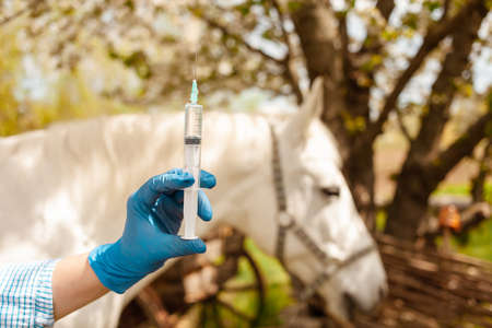 beautiful female vet inspects a white horse. Love, medicine, pet care, trust, happiness, health. A girl vaccinates a horse. syringe, vaccine, disease protection blurredの写真素材