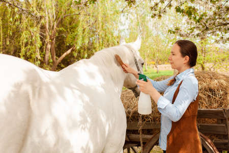 beautiful woman combs the mane and tail of a horse with a wooden comb. Spray for hair care. easy brushing, pet care, love close upの写真素材