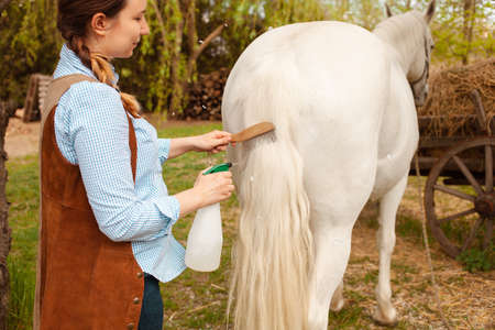 beautiful woman combs the mane and tail of a horse with a wooden comb. Spray for hair care. easy brushing, pet care, love runchの写真素材